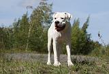 DOGUE ARGENTIN 020